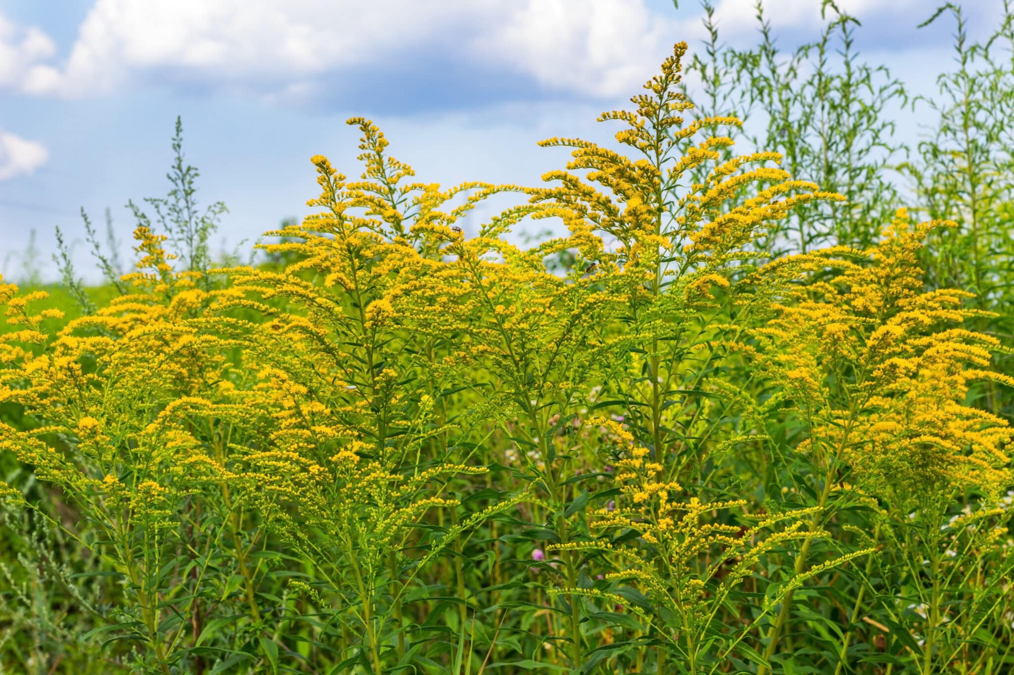 Ragweed Pollen Allergies