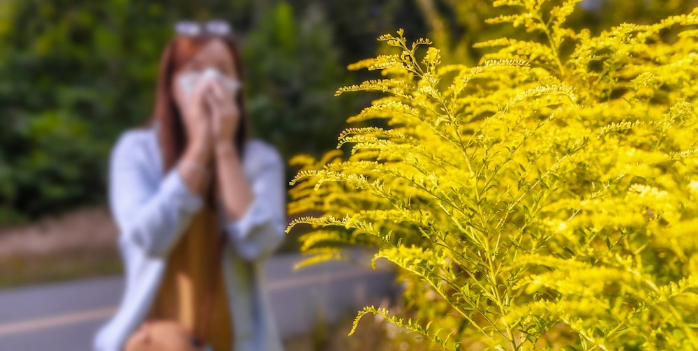 Ragweed Season